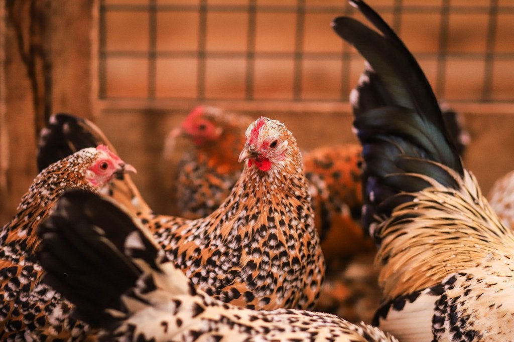 Sabelpoot krielkip | Jonge, kleine kippen | Deskundig advies, Dieren en Toebehoren, Meerdere dieren, Kip