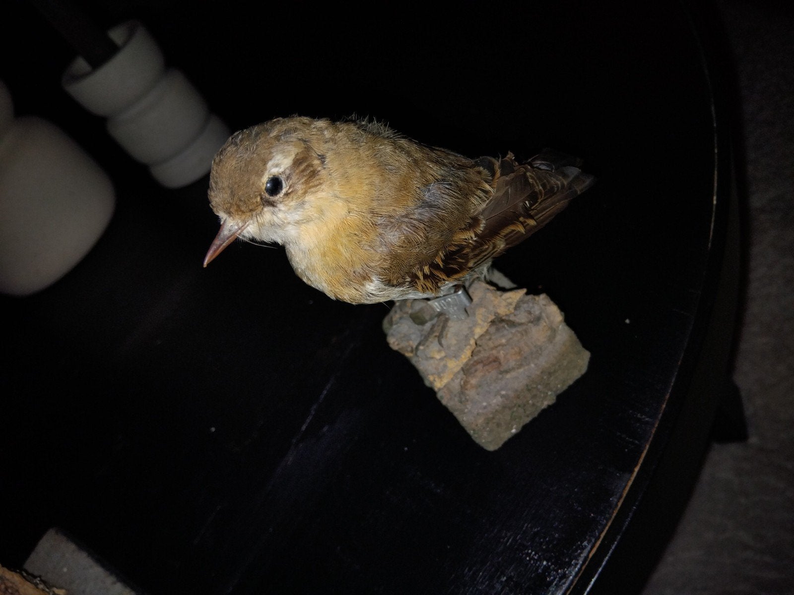 opgezette vogel:Tapuit. BIEDEN MOGELIJK!!!!!, Ophalen of Verzenden, Vogel, Opgezet dier