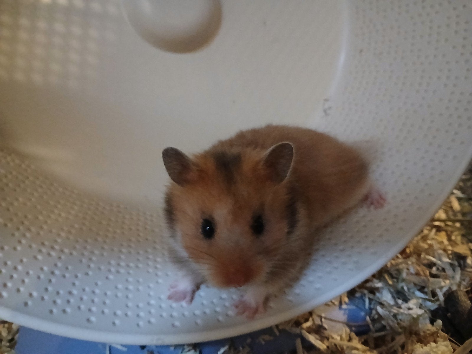 Goudhamster Pup van 2 maanden oud, Dieren en Toebehoren, Knaagdieren, Hamster, Juni, Vrouwelijk, Tam
