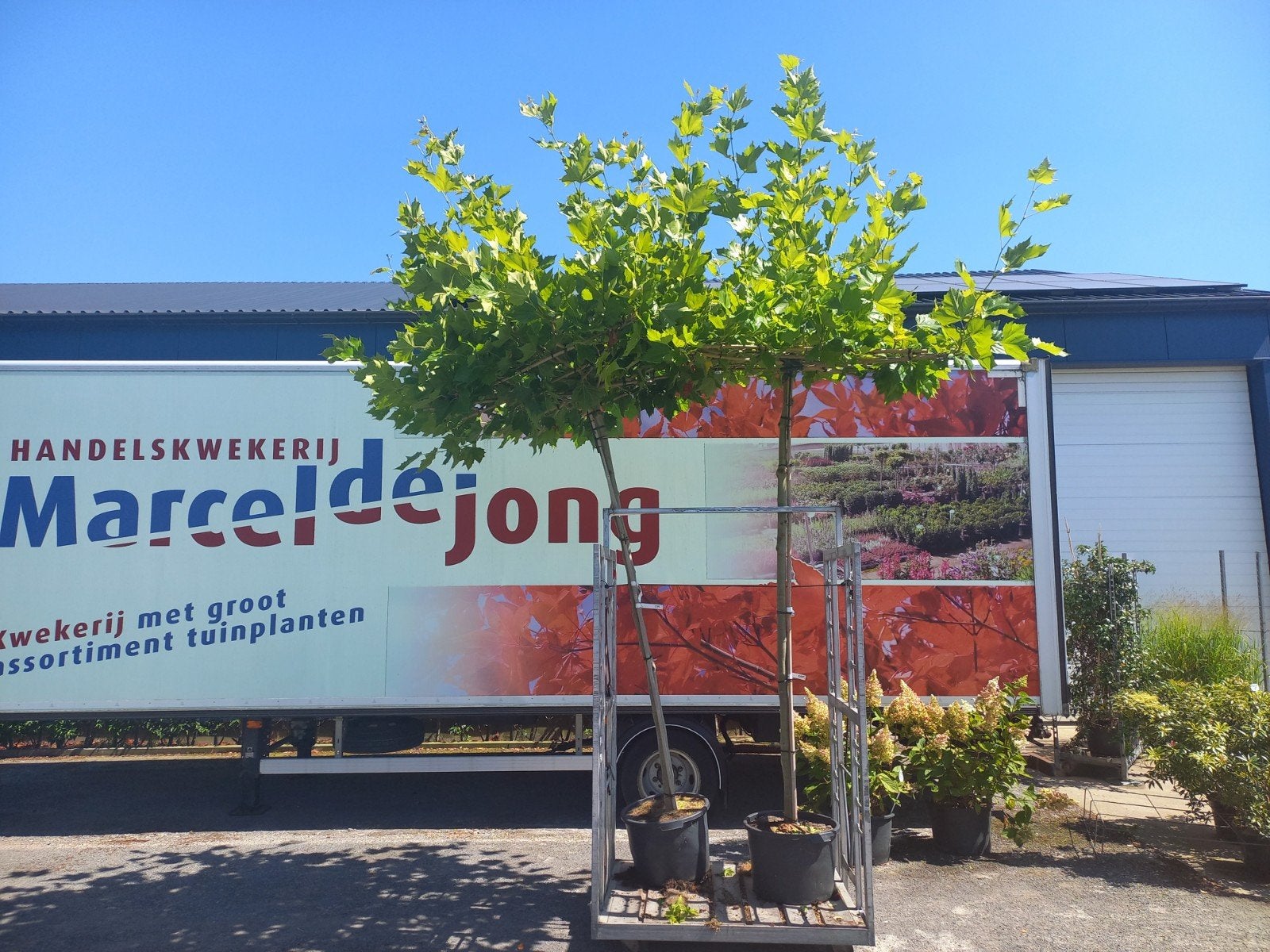 Bomen, Leibomen, Dakbomen, o.a. Plataan, Liquidambar, Tuin en Terras, Planten | Bomen, Ophalen, Volle zon, Overige soorten