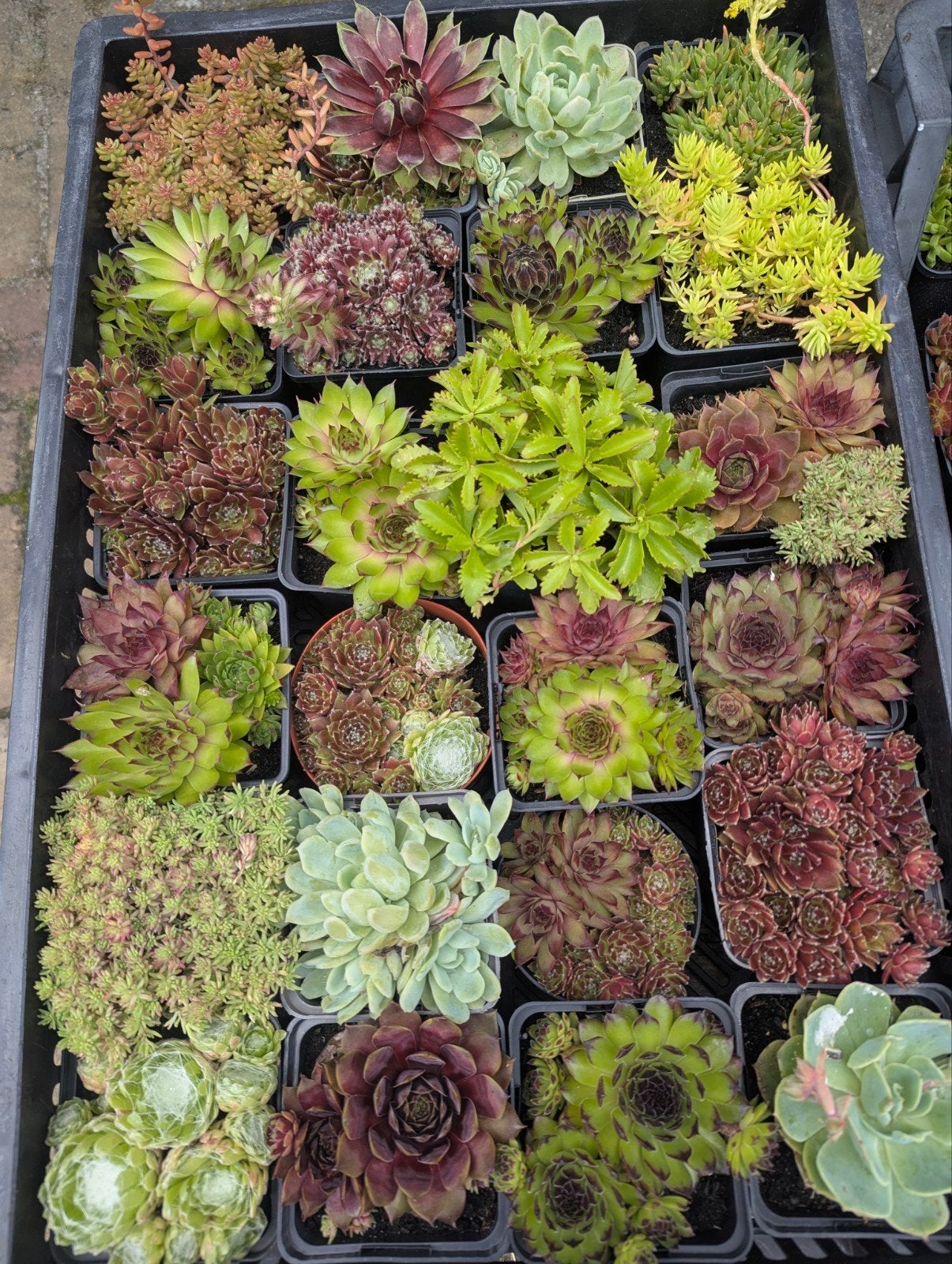 Doos met 24 diverse vetplanten, Volle zon, Vaste plant, Zomer, Ophalen