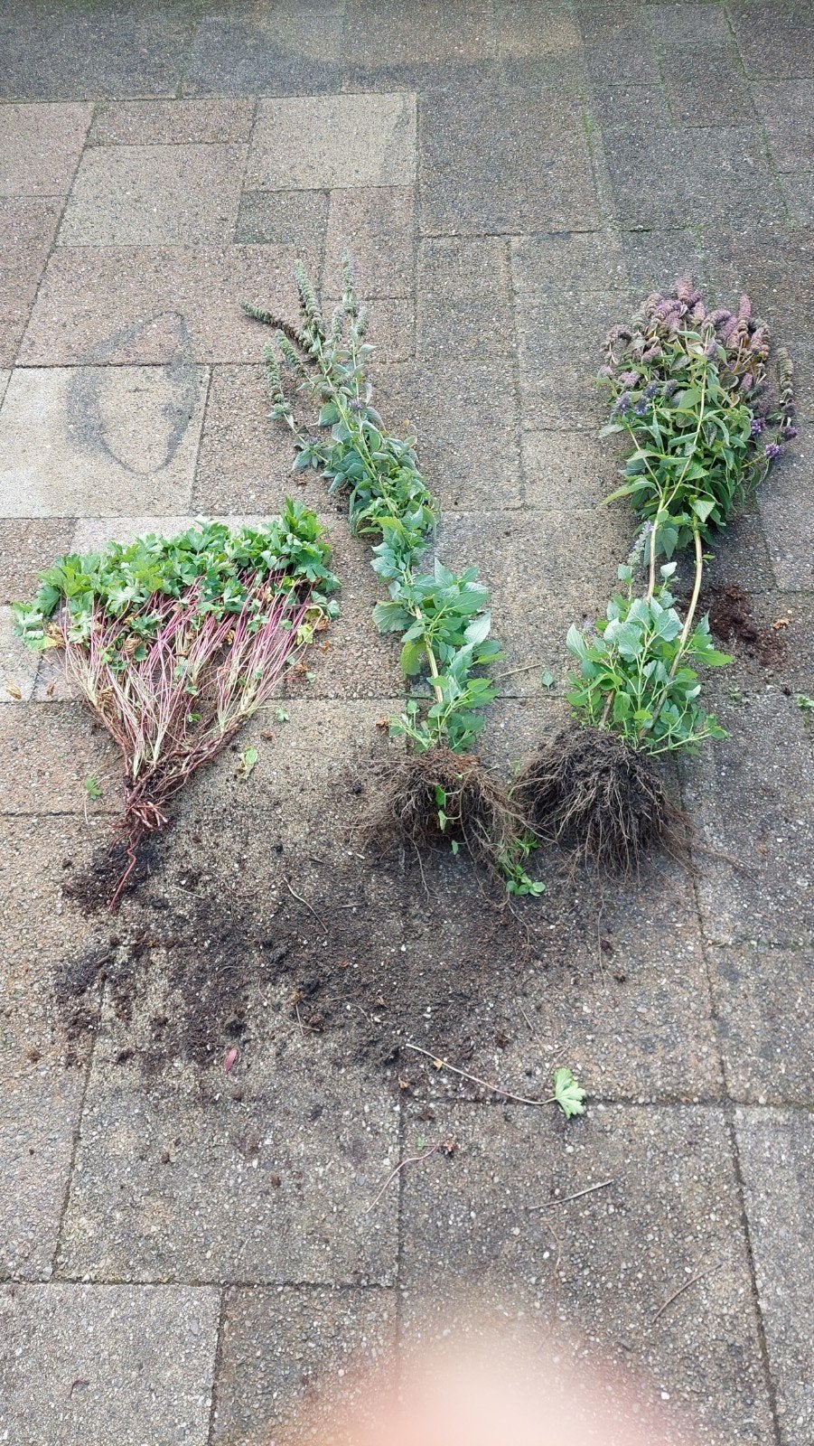 GRATIS Roze Ooievaarsbek en 2 Dropplanten - Vaste planten, Volle zon, Vaste plant, Zomer, Ophalen