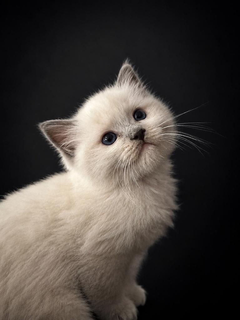 Prachtige ragdoll kitten stamboom, Dieren en Toebehoren, Katten en Kittens | Raskatten | Langhaar, Kater, Ontwormd