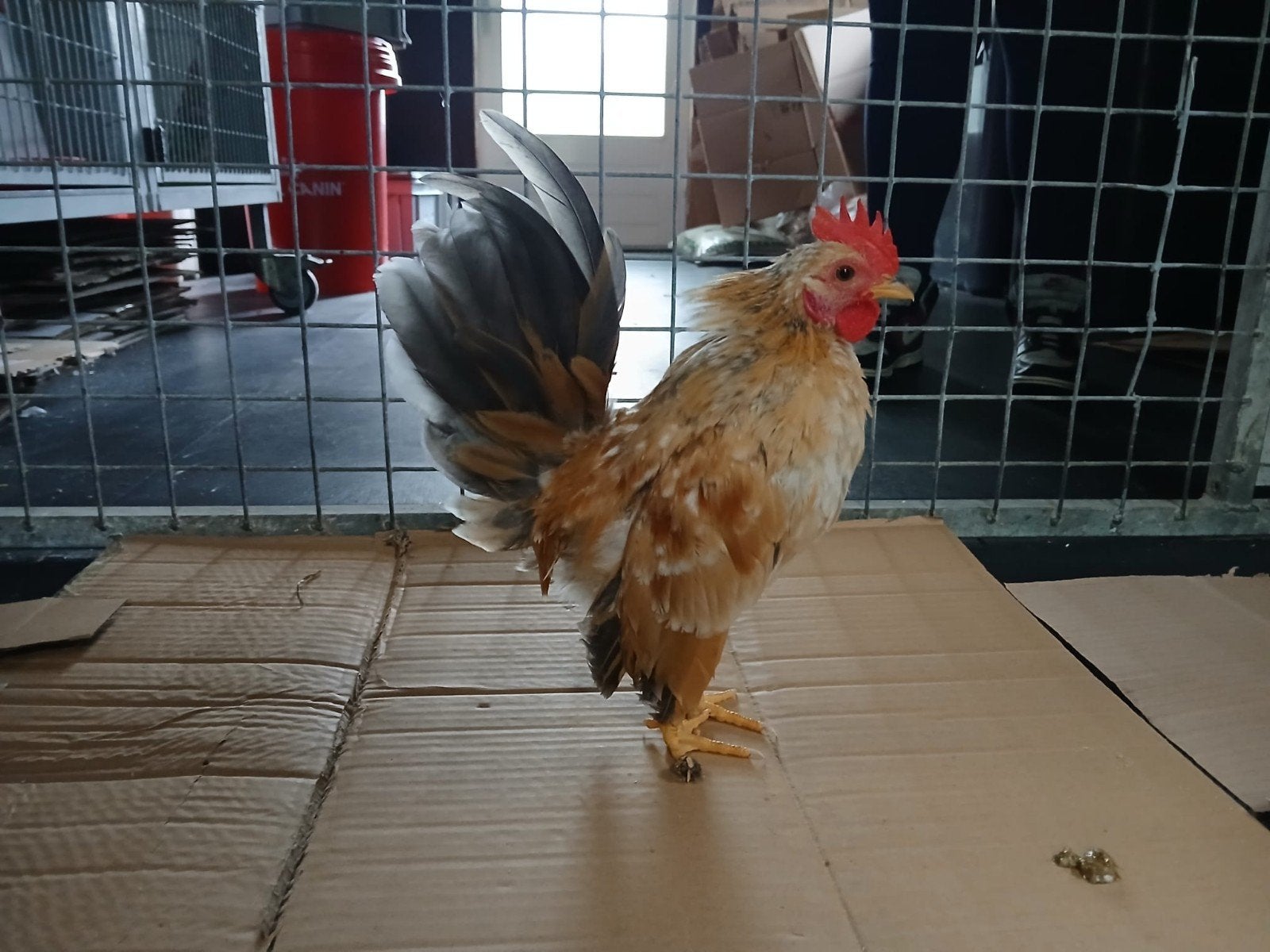 Sarama haantje, Mannelijk, Kip