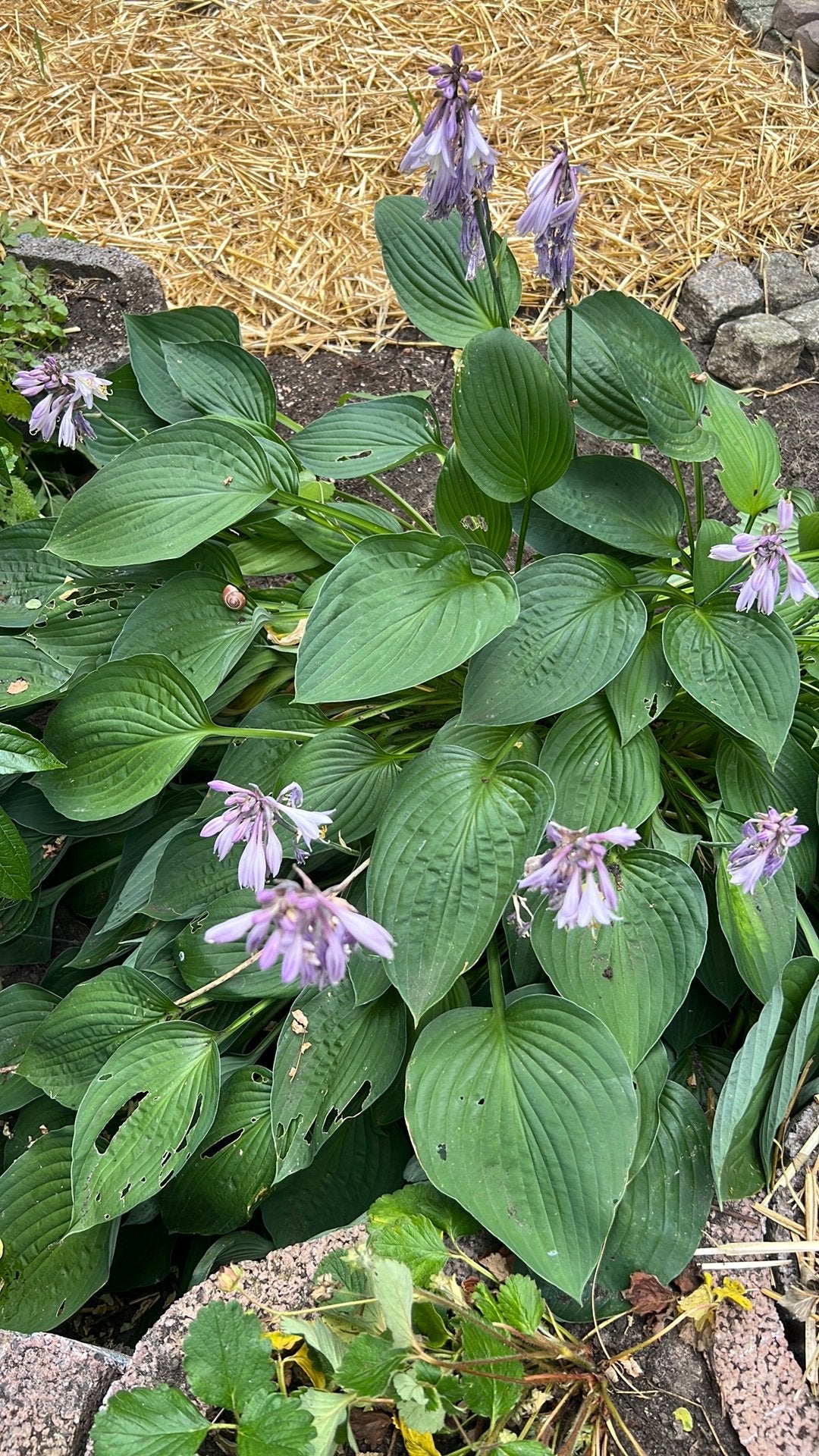 Hosta, Tuin en Terras, Ophalen, Overige soorten, Halfschaduw