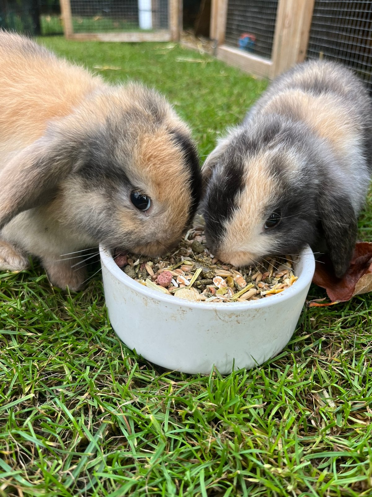 Baby dwerg hangoor konijntjes, Dieren en Toebehoren, Mannelijk, Dwerg, Hangoor