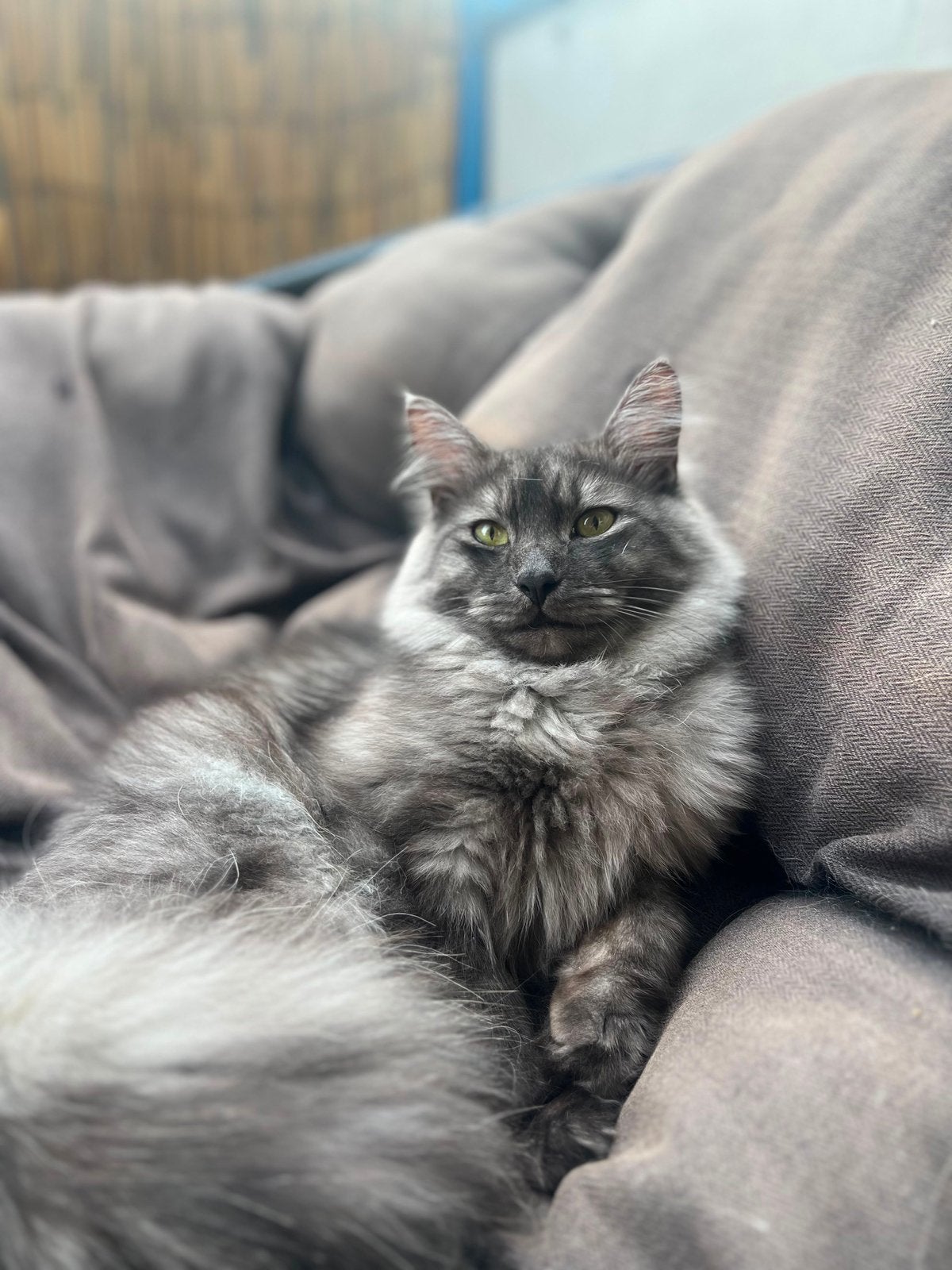 Dekkater Siberische kat black smoke met stamboom, Dieren en Toebehoren, Kater, Met stamboom, 0 tot 2 jaar