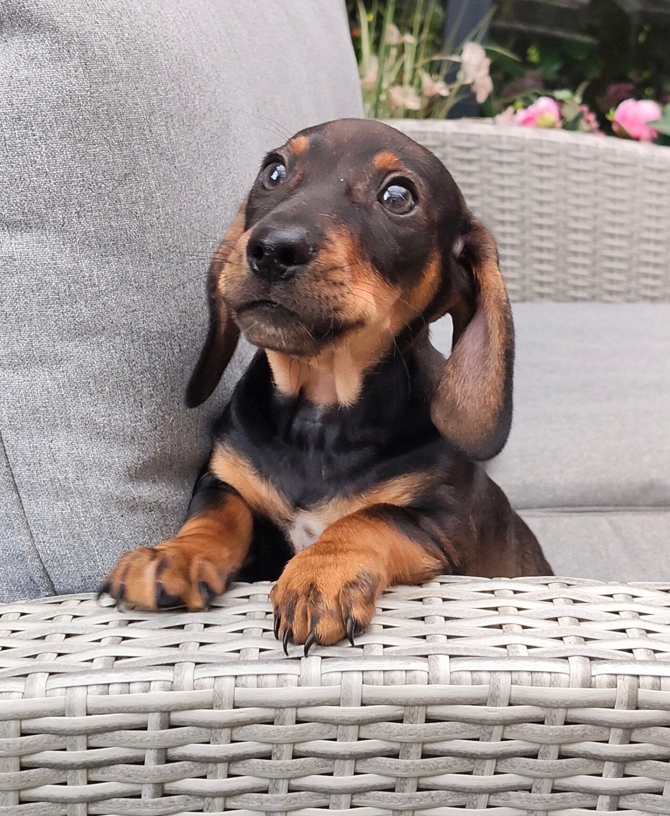 Teckel reutje pup, Black & Tan, Standaard, Reu, CDV (hondenziekte), 8 tot 15 weken