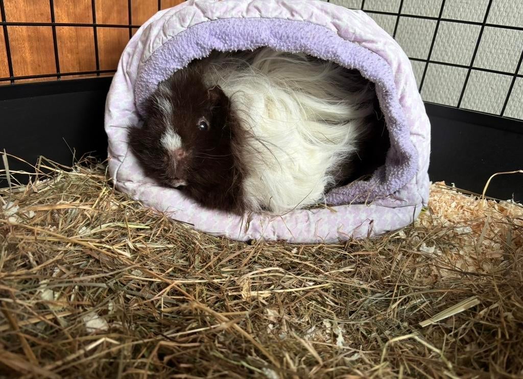 Vakantieopvang cavia zomer 2026, Dieren en Toebehoren, April, Meerdere dieren, Cavia