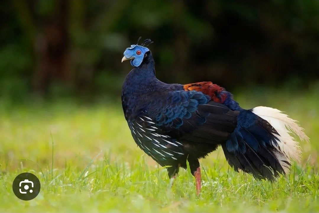 1-1 lophura ignita kweekkoppel, Dieren en Toebehoren, Meerdere dieren, Overige soorten