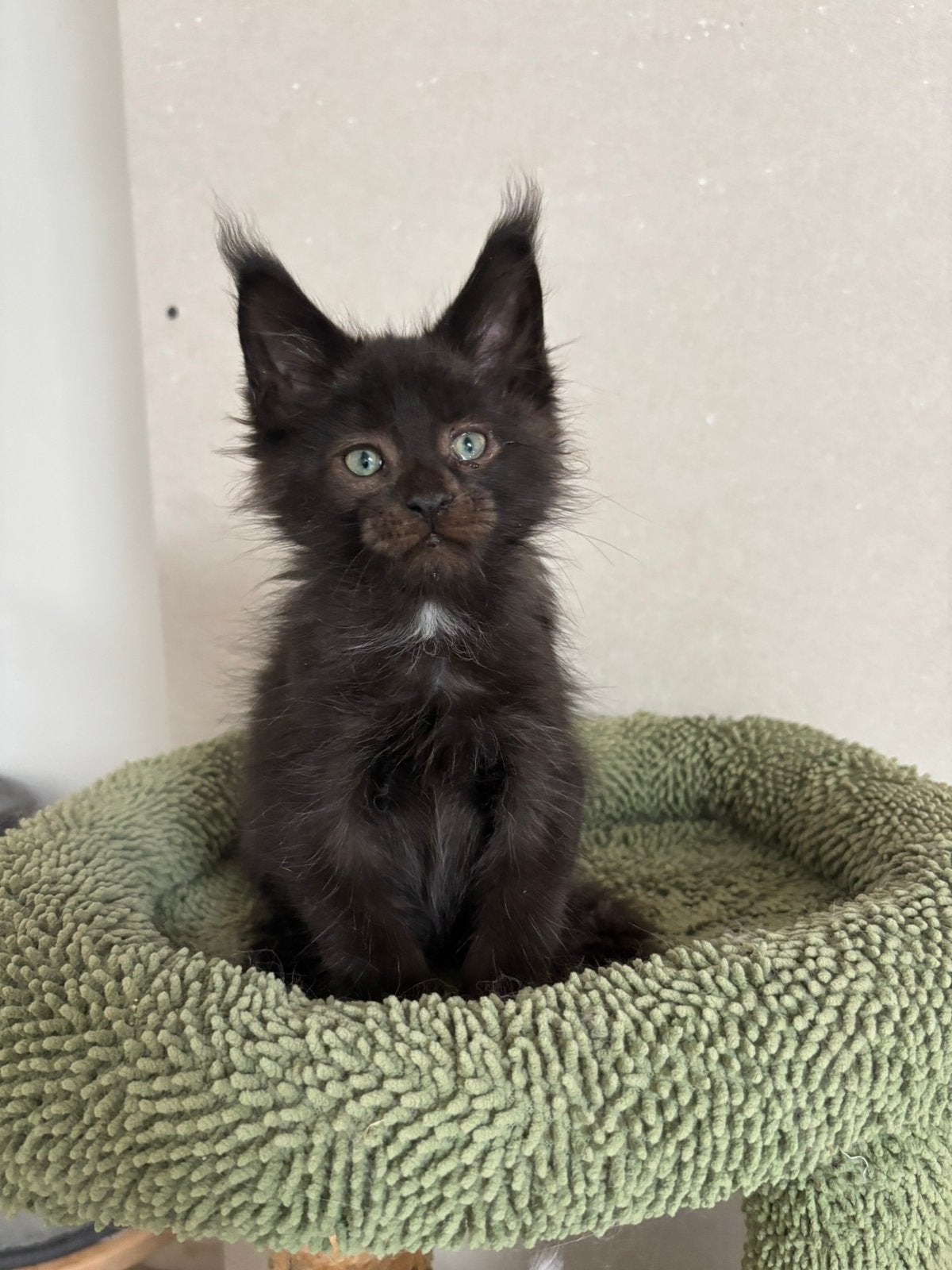 Prachtige Maine Coon kittens met  stamboon, Kater, Met stamboom, 0 tot 2 jaar