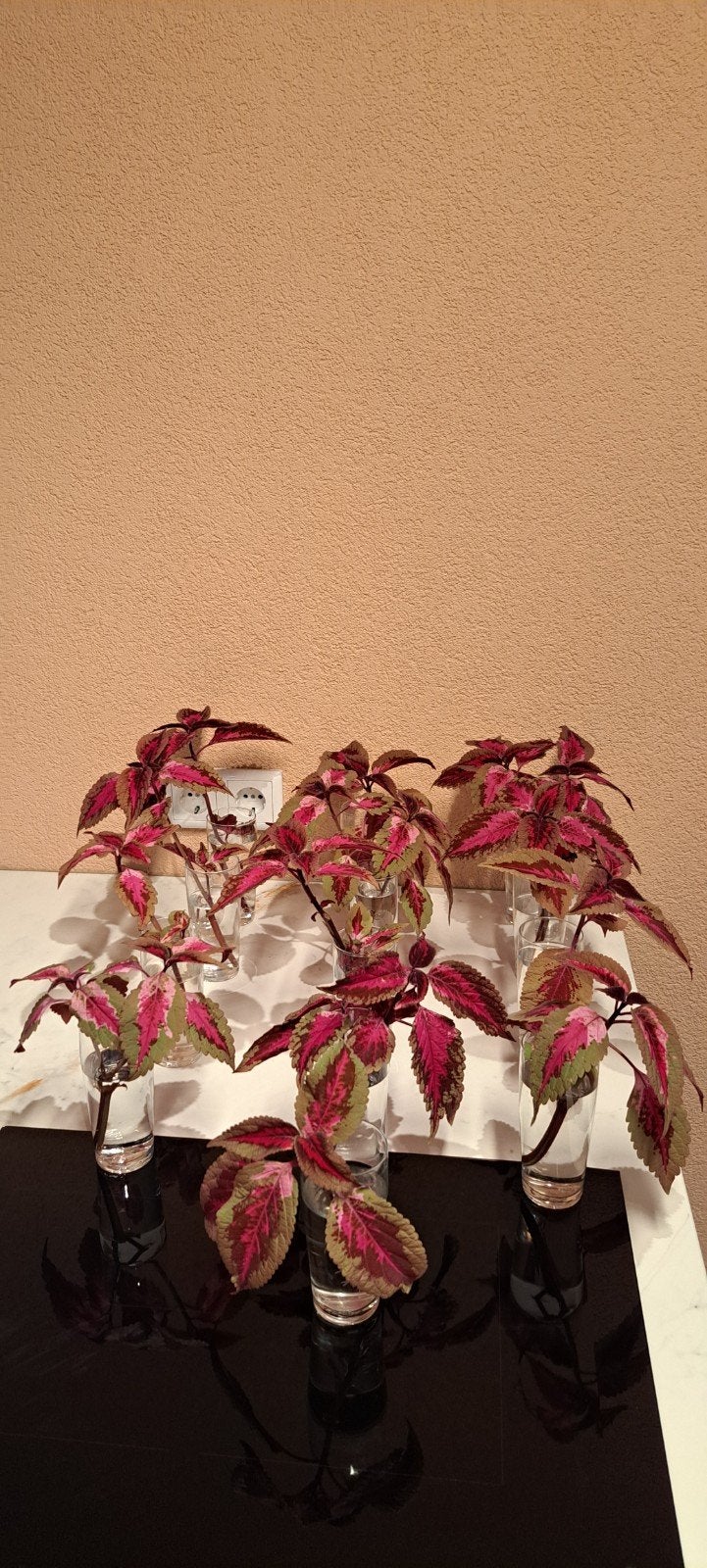 Grote coleus stekken met rood/roze tinten!, Cactus, Minder dan 100 cm, Bloeiende kamerplant, Halfschaduw