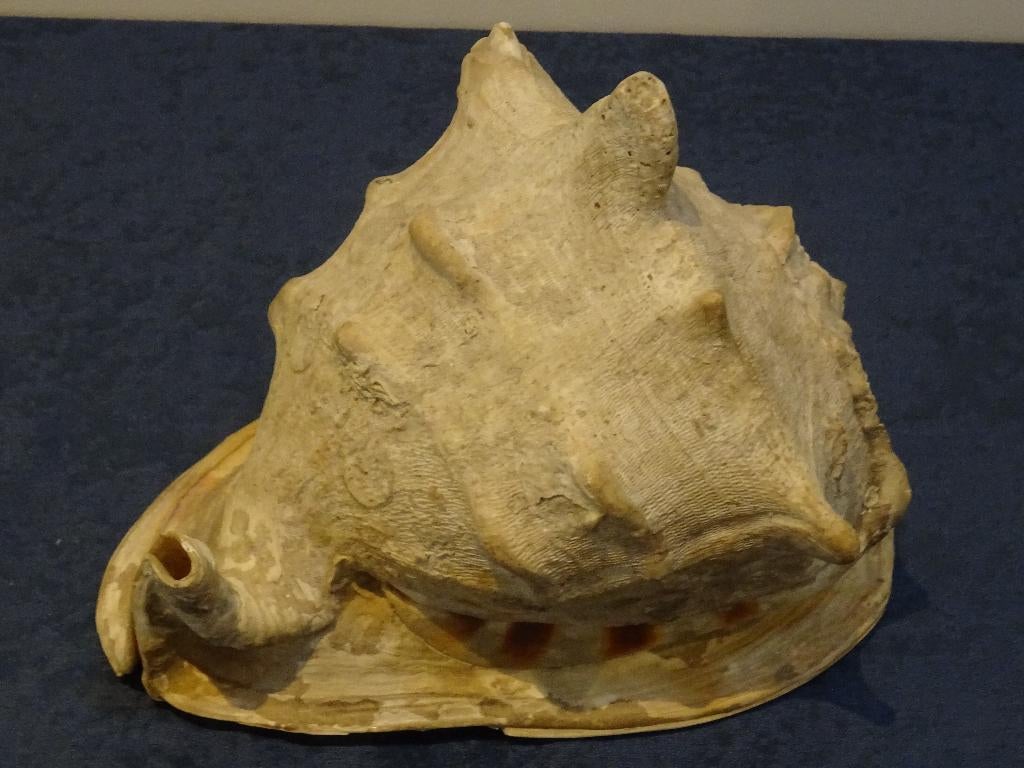 schelp gehoornde helmschelp grote cassis cornuta 1633 gram, Verzamelen, Mineralen en Fossielen, Schelp(en), Ophalen of Verzenden