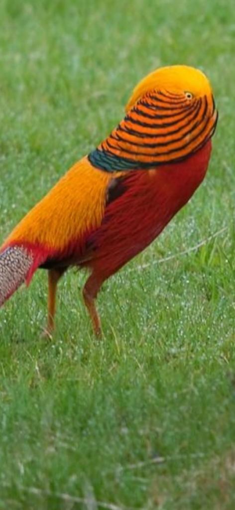Goudfazant geelgoudfazant broedeieren, Dieren en Toebehoren, Geslacht onbekend, Kip