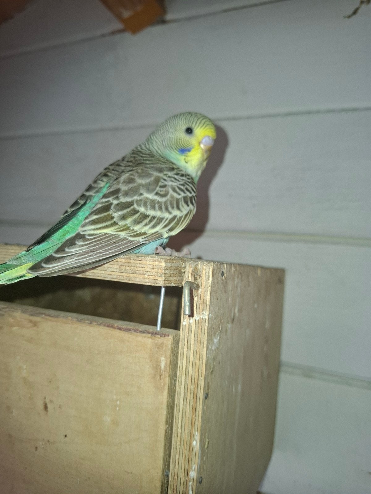 Grasparkiet om tam te maken  bieden maar, Dieren en Toebehoren, Vogels | Parkieten en Papegaaien, Geslacht onbekend, Parkiet, Tam
