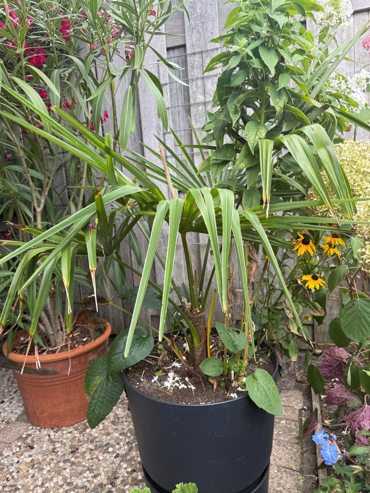 Trachycarpus fortunei (Hennep Palm) - Stam 20cm, Volle zon, Vaste plant, Bloeit niet, Ophalen
