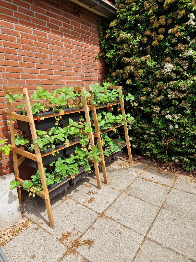Plantenrek Berry (Bato bakken aardbeien rek), Nieuw, Ophalen of Verzenden, Balkon, 60 cm of meer