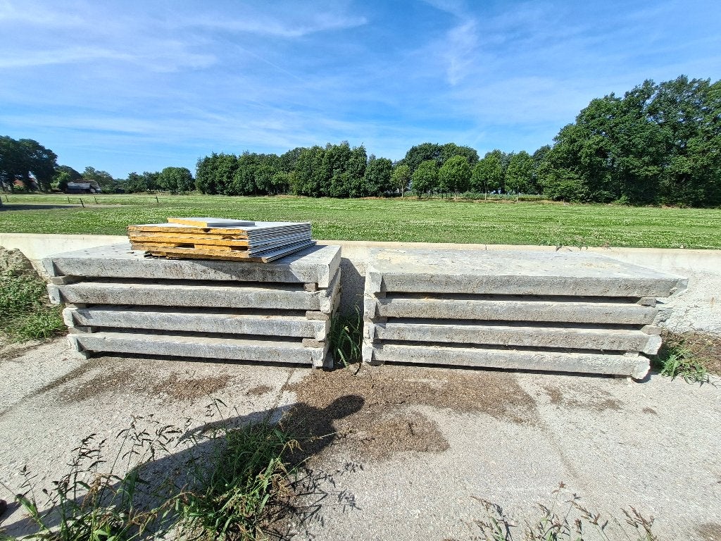 Stroroosters, Meerdere dieren, Schaap