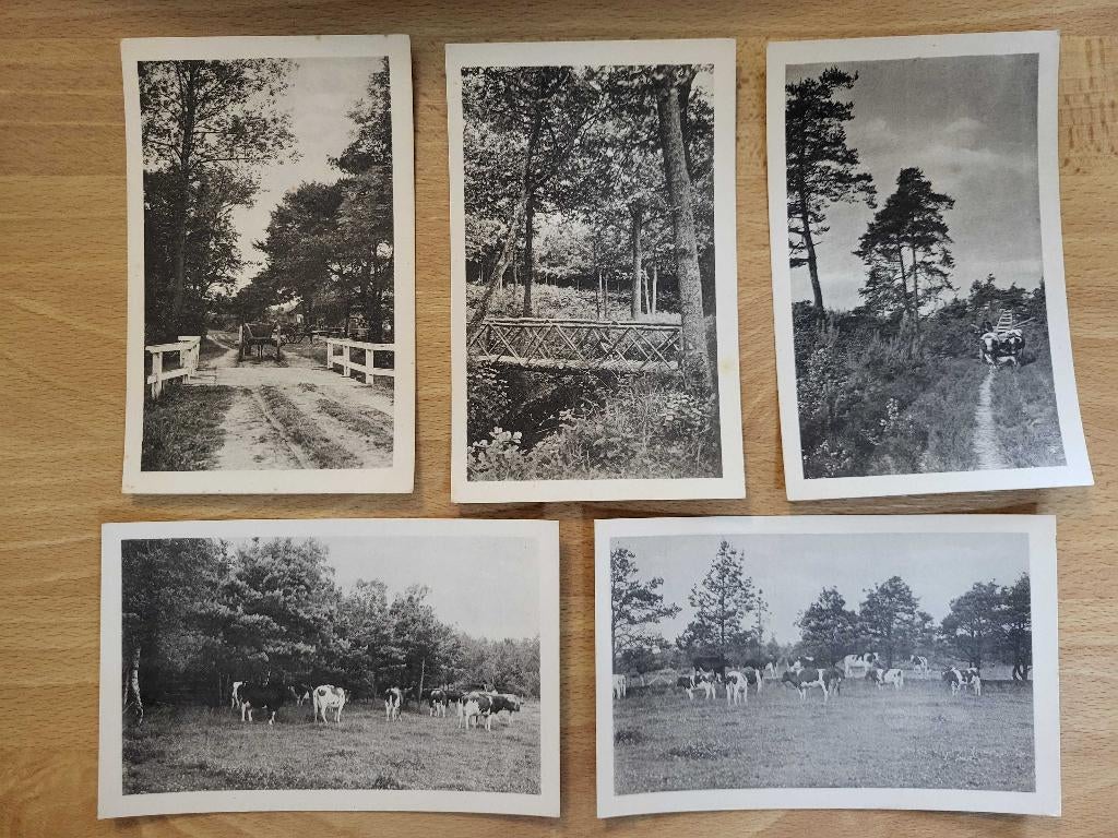 ansicht Ontginningen te Hilvarenbeek SET 5x KOEIEN, Ophalen of Verzenden, Voor 1920, Noord-Brabant