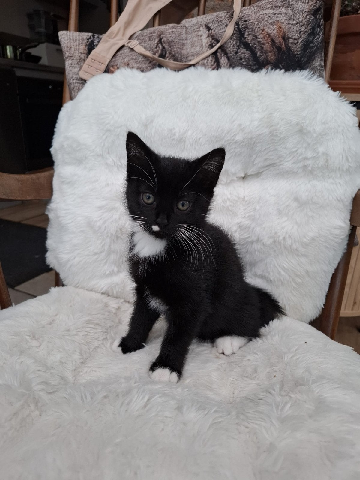 50% britse korthaar kitten (vrouwtje), Dieren en Toebehoren, Poes, Kortharig, 0 tot 2 jaar