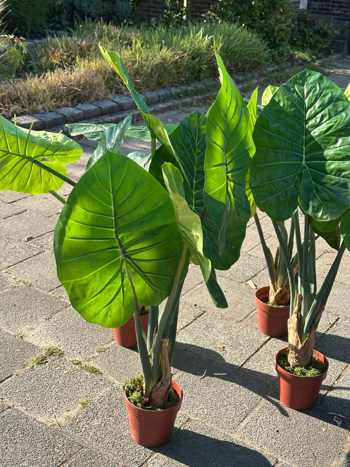 Alocasia Macrorrhiza - Grote Olifantsoor Plant, Vaste plant, Bloeit niet, Halfschaduw, Ophalen