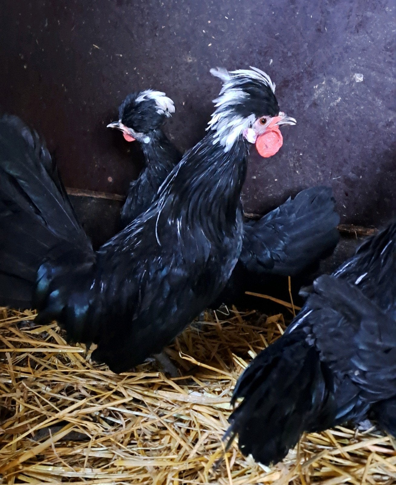 kuifhoender krielen, Dieren en Toebehoren, Meerdere dieren, Kip