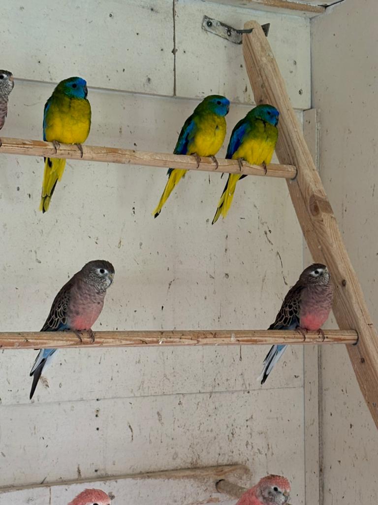 Twee wildkleur Bourkeparkiet poppen, Dieren en Toebehoren, Vrouwelijk, Parkiet