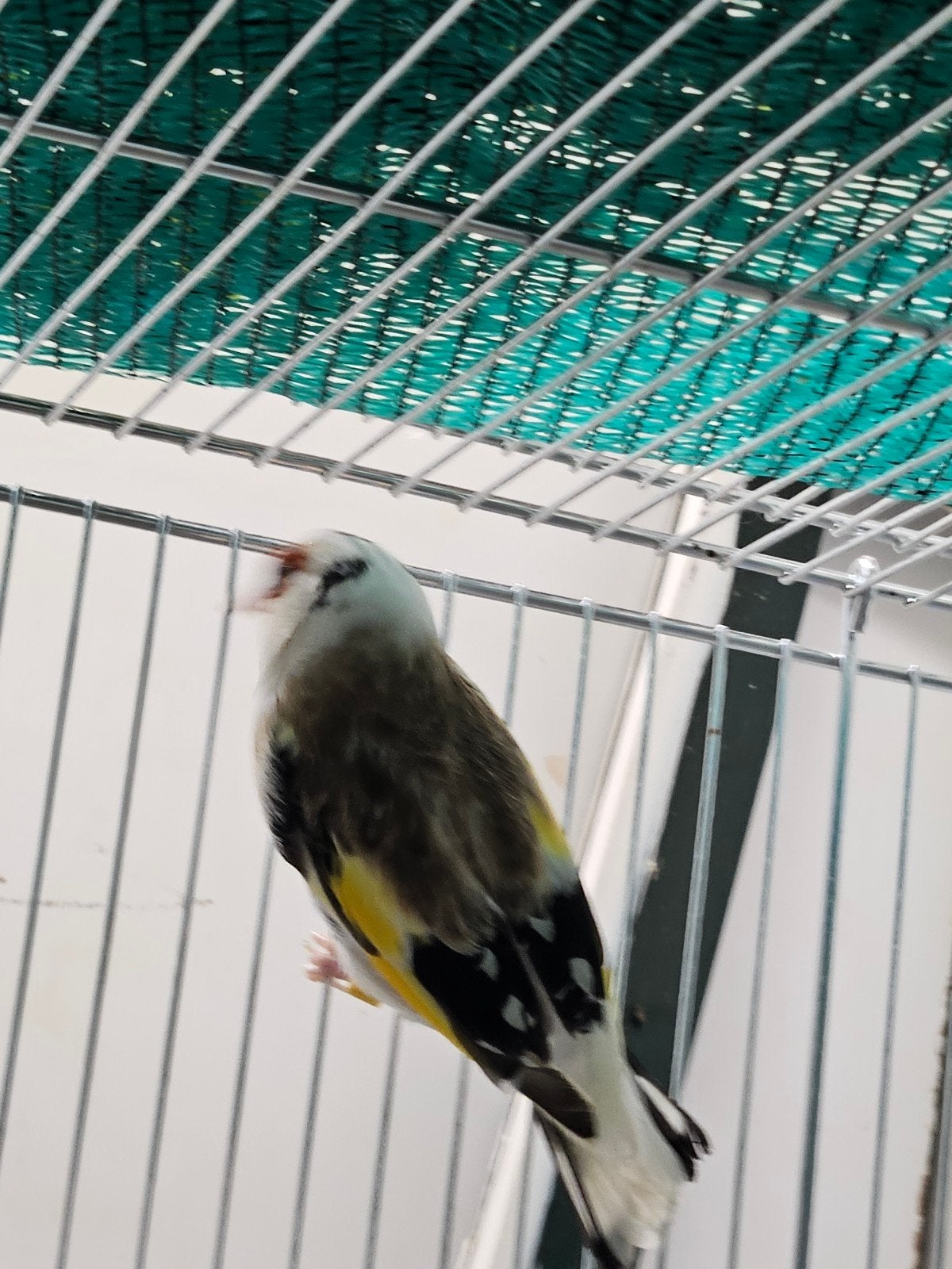 Te koop kopel bond putters, Dieren en Toebehoren, Vogels | Overige Vogels, Meerdere dieren, Wildzangvogel