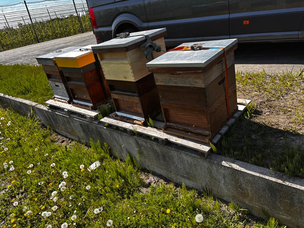 locatie gezocht om bijen te plaatsen, Bijen