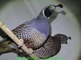 Californische kuifkwartels, Meerdere dieren, Tropenvogel