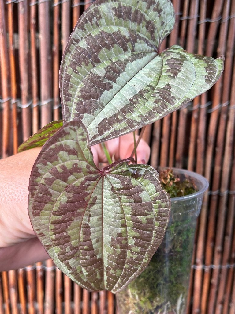 Dioscorea discolor 🪴, Ophalen of Verzenden, In pot, Halfschaduw, Minder dan 100 cm