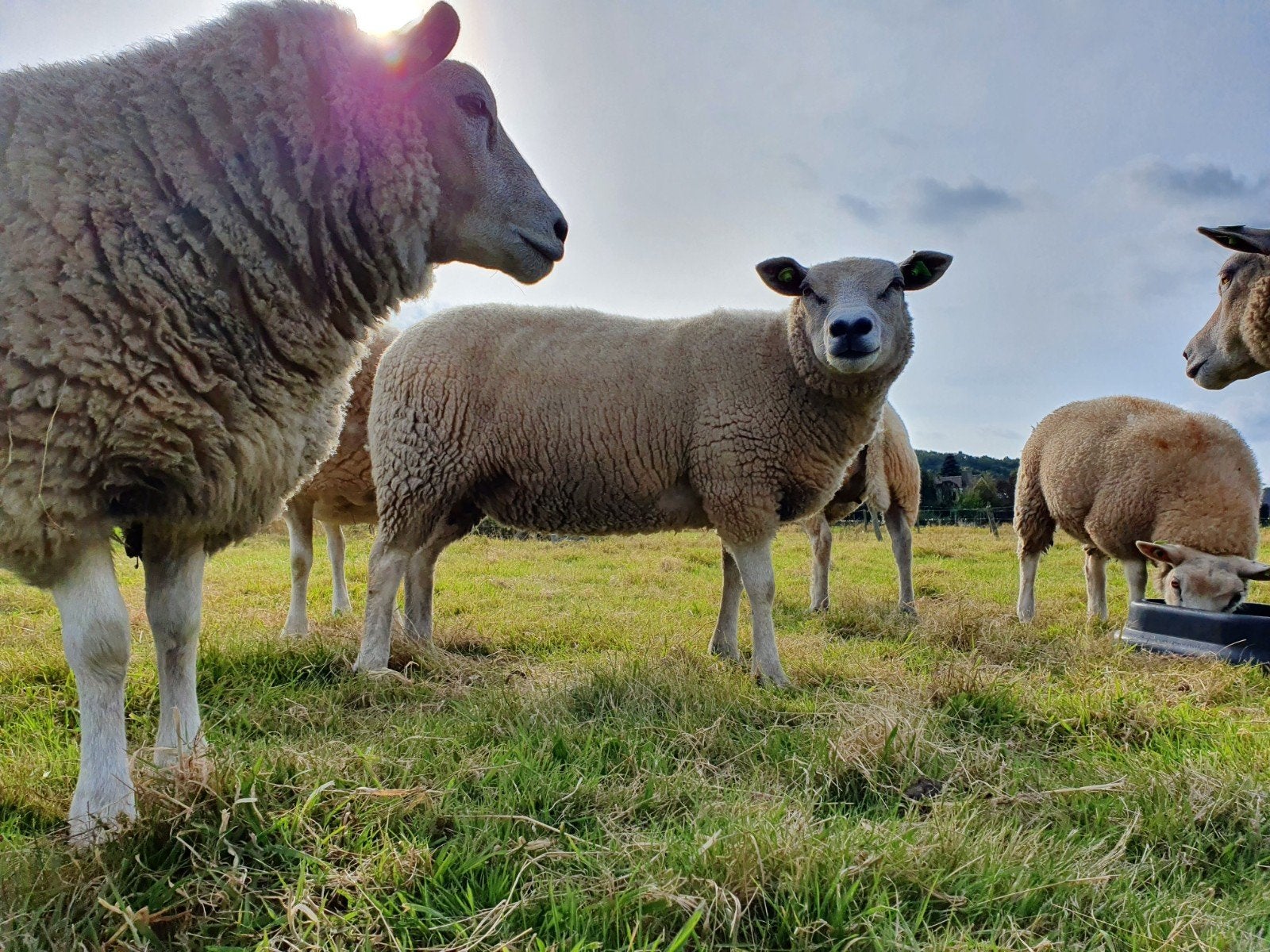 Schapenwol wit 9 kilo (zie omschrijving), Vrouwelijk, Schaap