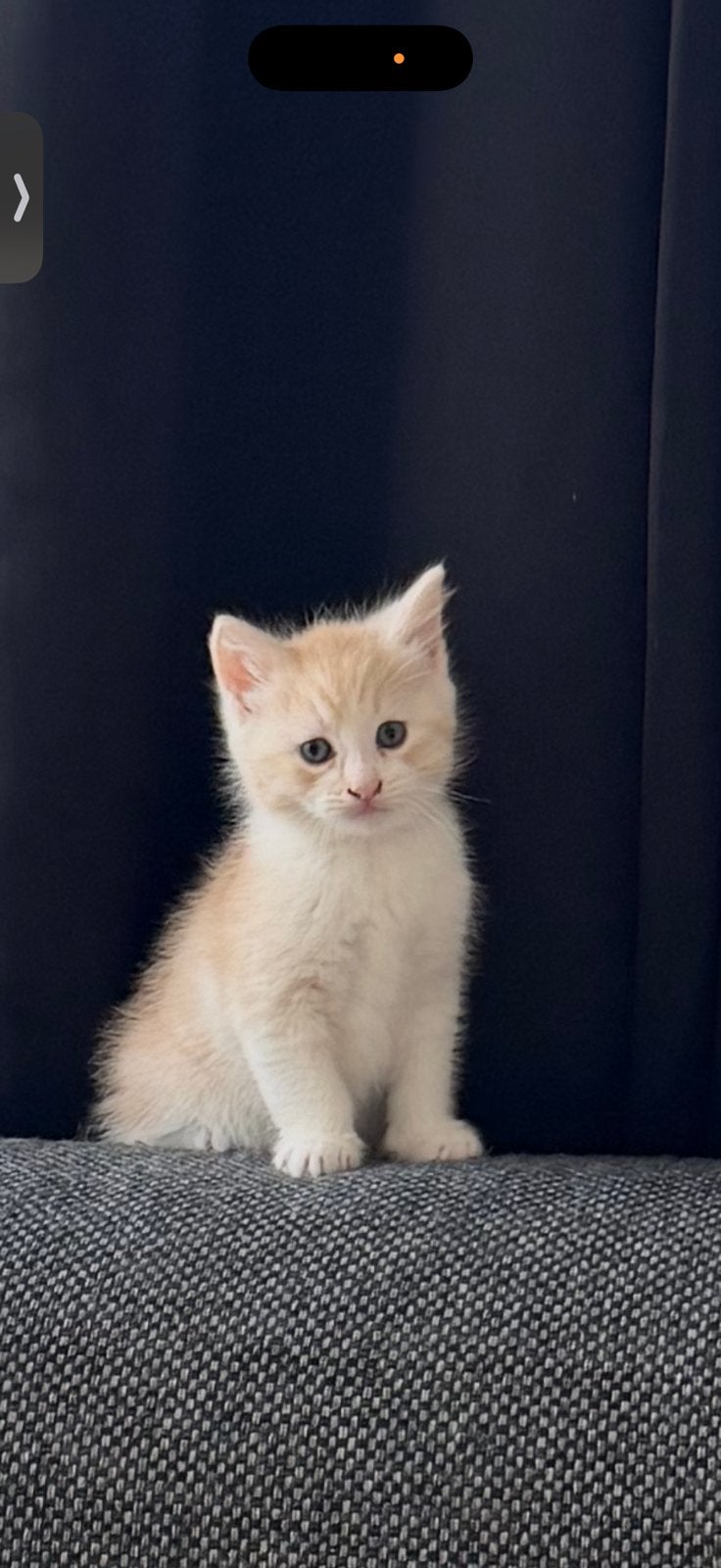 Prachtige half Perzische kittens – rood, wit en zilver, Dieren en Toebehoren, Katten en Kittens | Overige Katten, Meerdere dieren