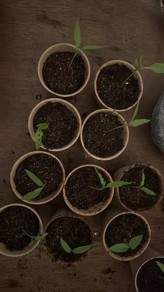 Biologische peper stekjes, Ophalen, Eenjarig, Groenteplanten, Volle zon