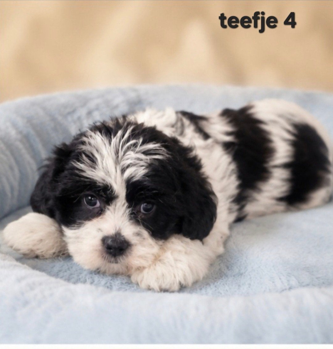 Super mooi gezonde boomer pups. Maltezer maal shih tzu, Parvo, Overige rassen, 8 tot 15 weken, Meerdere