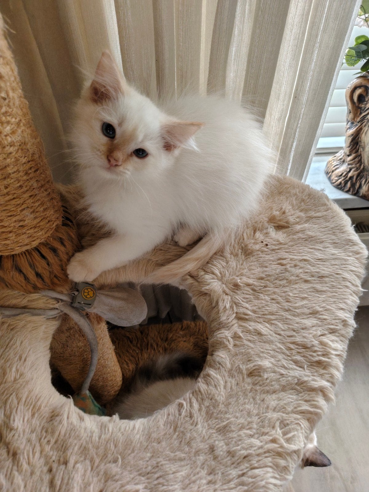 Prachtig nestje ragdoll kittens 5 vrouwtjes en 1 katertje, Meerdere dieren, Ontwormd