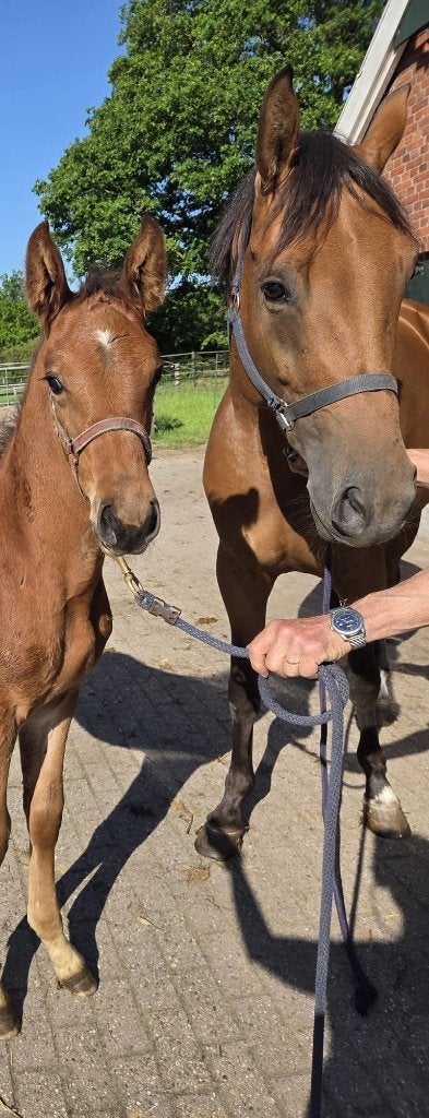 Hengstveulen(s) te koop, Dieren en Toebehoren, Paarden, Springpaard, Minder dan 160 cm, Met stamboom, 0 tot 2 jaar