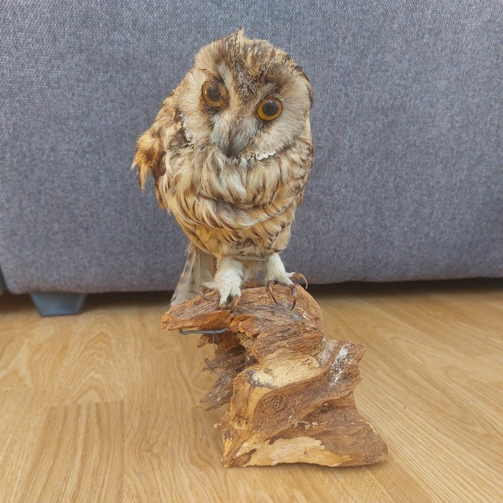 Oude opgezette Ransuil op voet -Antieke taxidermie(Pre-1947), Ophalen of Verzenden
