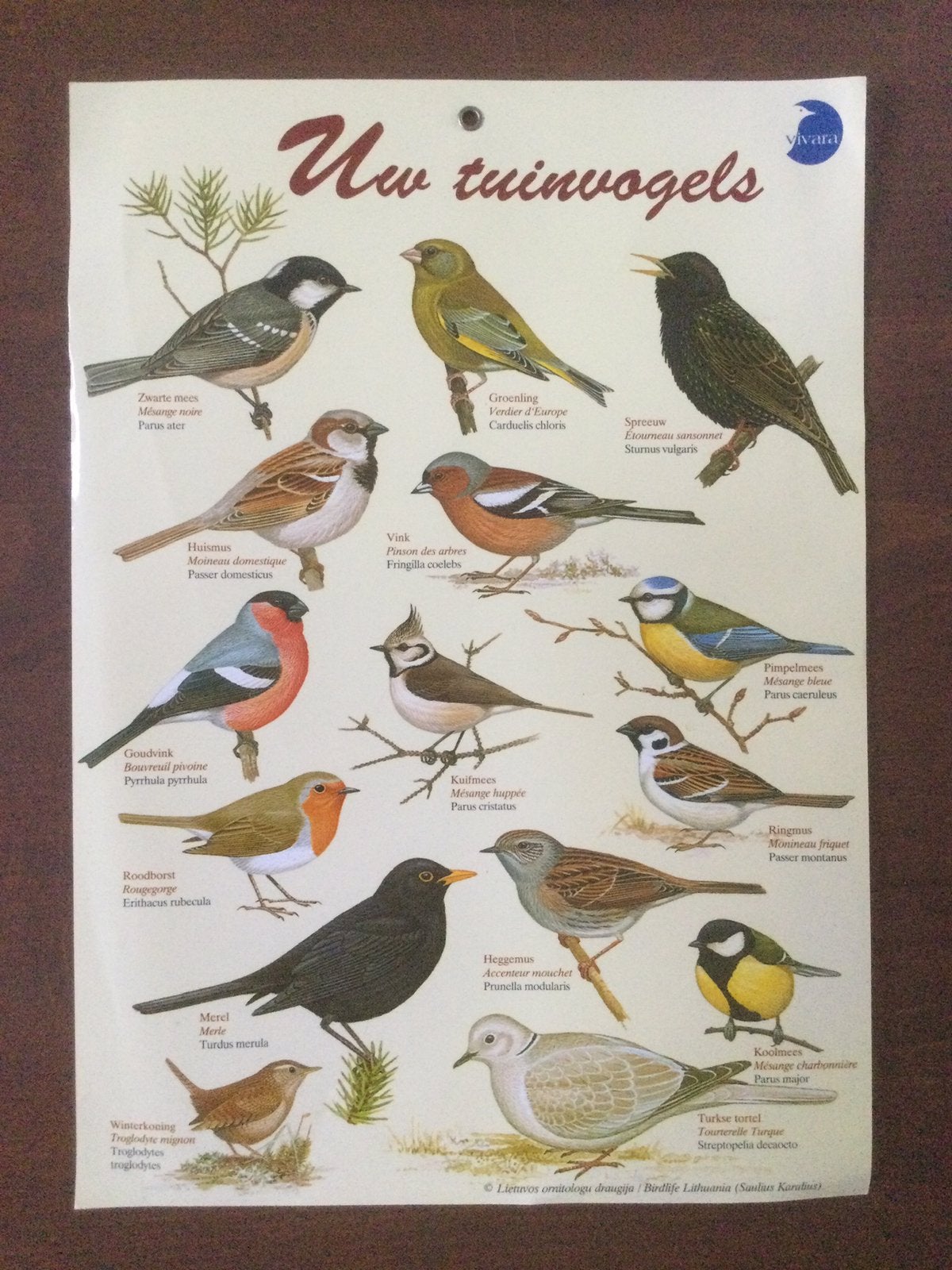Tuinvogels plaat, Boeken, Ophalen of Verzenden, Zo goed als nieuw, Vogels