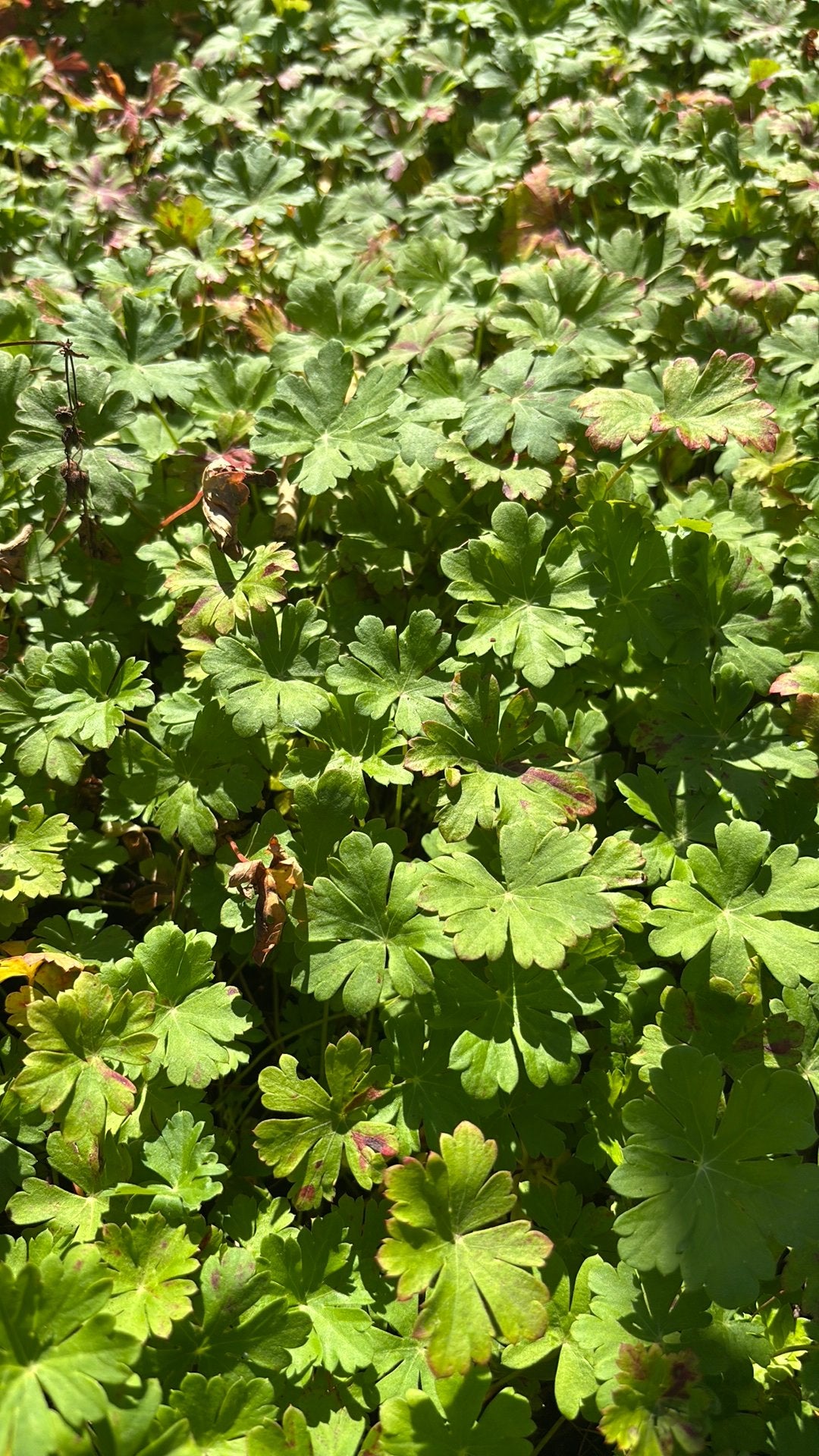 Ruilen, geranium ooievaarsbek roze, Ophalen, Overige soorten, Minder dan 100 cm