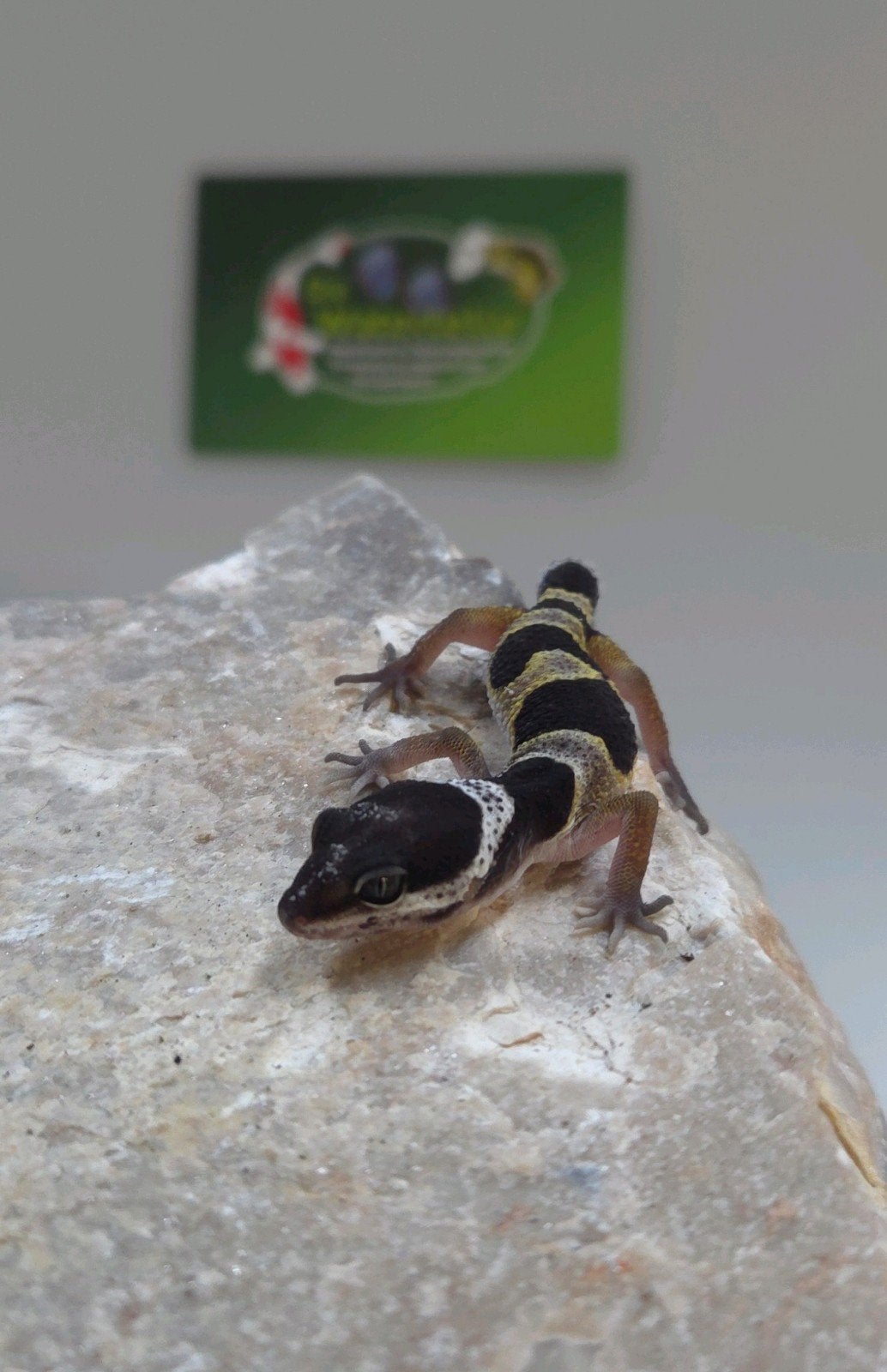 Luipaardgekko Leopard Gecko photo 4