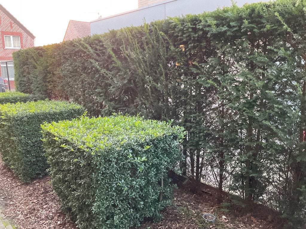 Taxus haag, Ophalen, Taxus, Haag, 100 tot 250 cm