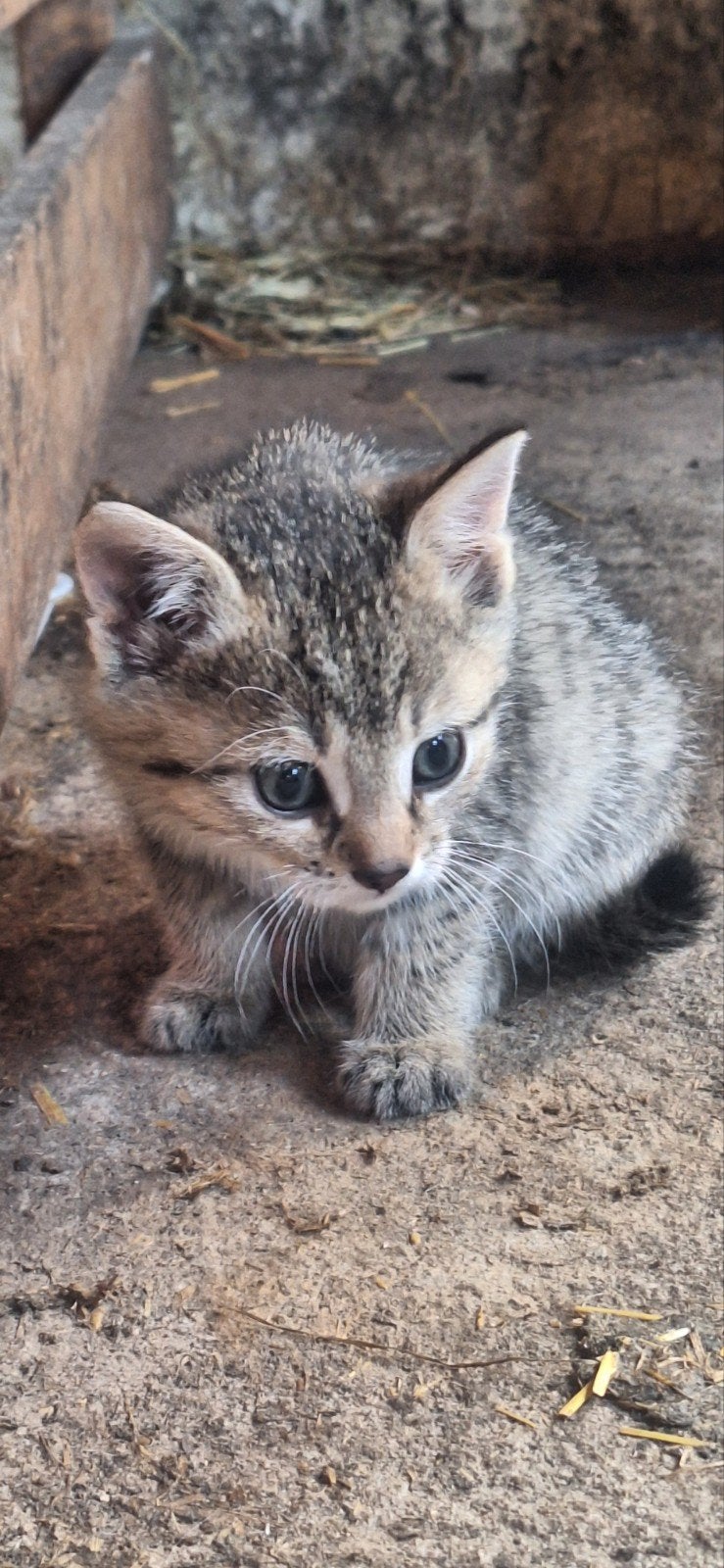Tamme boerderij kittens