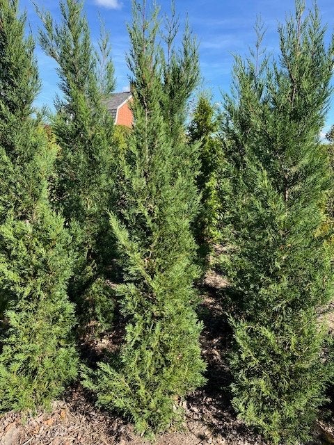 Cupressocyparis leylandii '2001' of 'Tweeduizendeen', Ophalen, Conifeer, Haag, 100 tot 250 cm