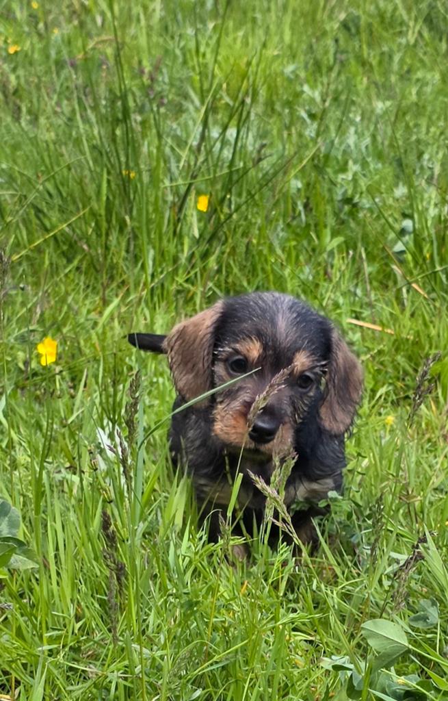 Vier prachtige ruwhaar teckel jongetjes., Standaard, Parvo, Reu, 8 tot 15 weken