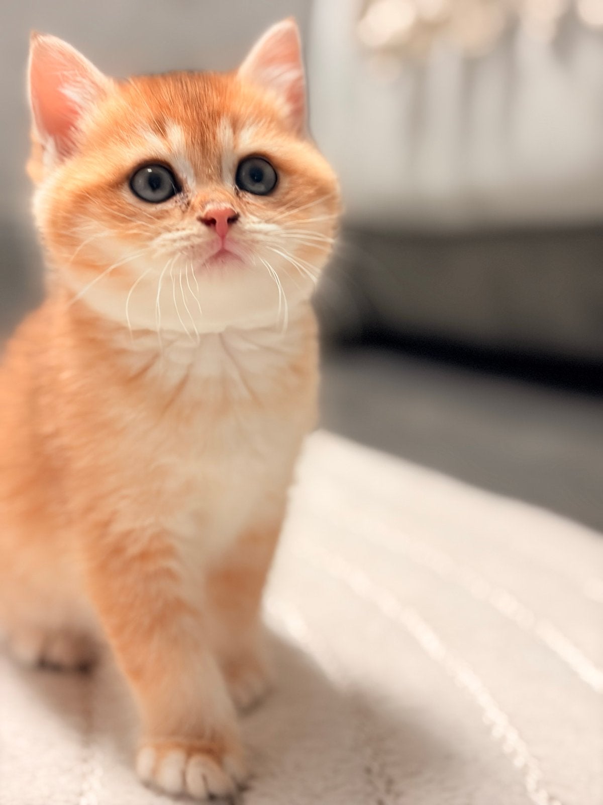 Britse korthaar gouden shaded kitten NY11, Meerdere dieren, Gechipt, 0 tot 2 jaar