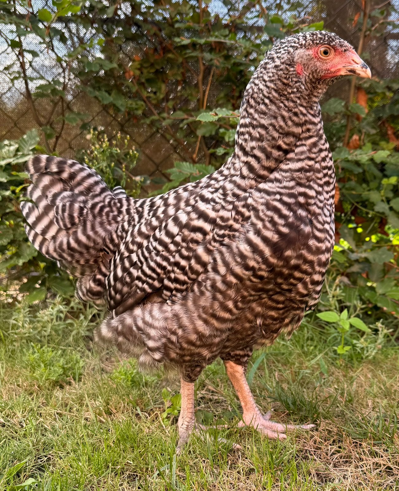 noord hollandse blauwe, Dieren en Toebehoren, Pluimvee, Vrouwelijk, Kip