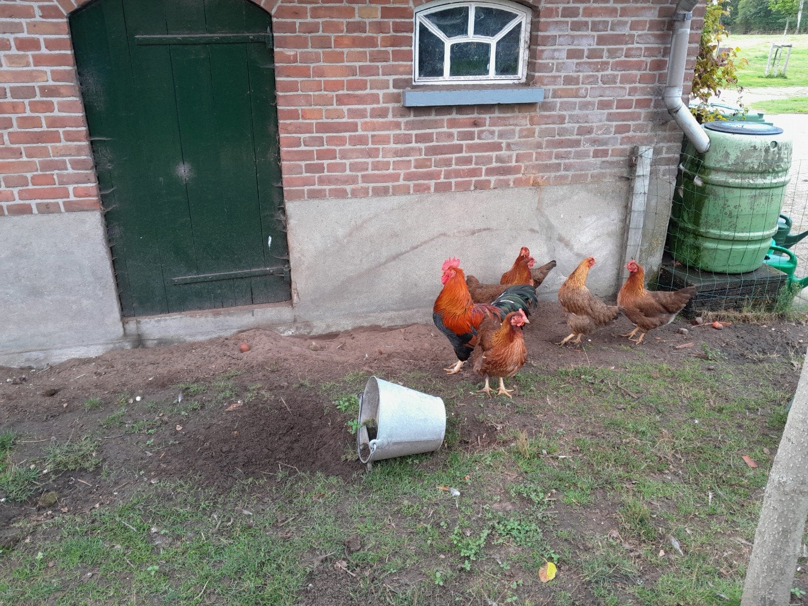 Welsumer kippen, Dieren en Toebehoren, Meerdere dieren, Kip