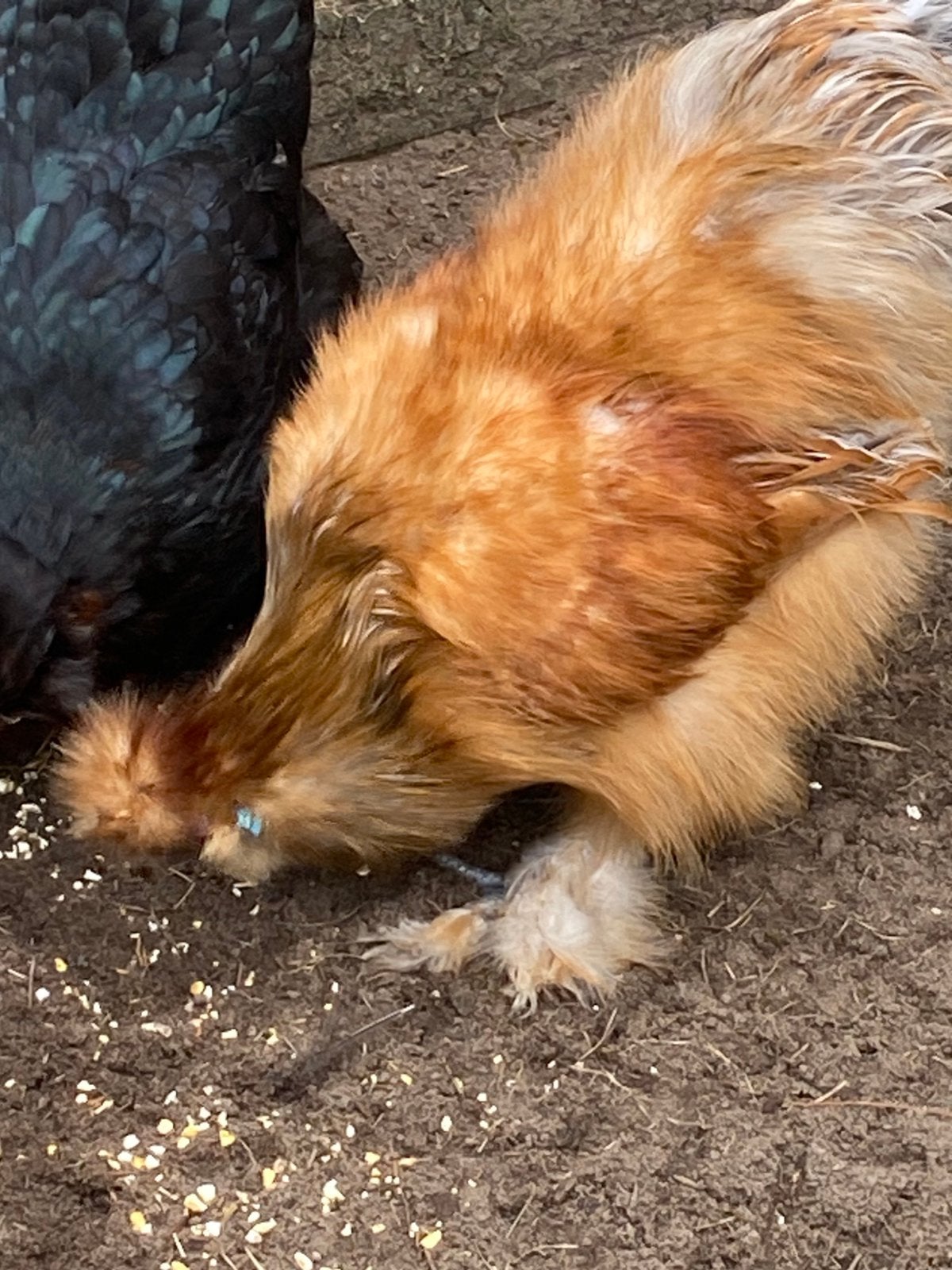 Zijdehoen haan, Dieren en Toebehoren, Pluimvee, Mannelijk, Kip