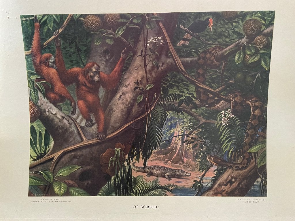 Vintage schoolplaten JE Boerman en KM Knip Wolters, Ophalen, Natuur en Biologie